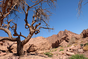 Dry tree in the desert.
