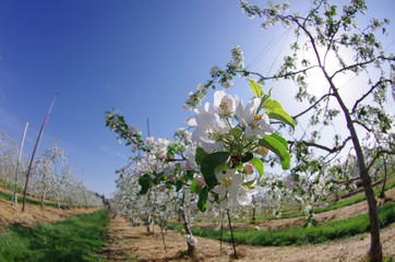 りんごの花・安曇野より