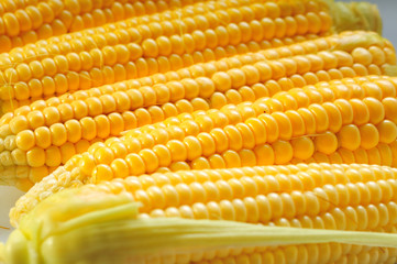 Mature corn on a white background