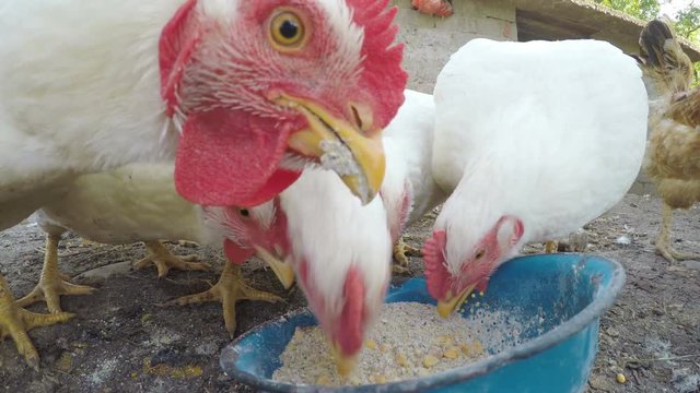 Close up with chickens eating grains at the countryside