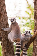 Portrait of two ring-tailed lemur (lemur catta) on tree branches