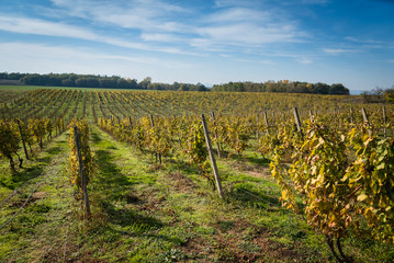 Fototapeta na wymiar Rows of vineyard with blue sky after harvesting in Slovakia