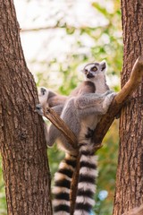 Portrait of two ring-tailed lemur (lemur catta) on tree branches © tamascsere