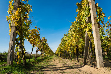 Fototapeta premium Rows of vineyard after harvesting in Slovakia