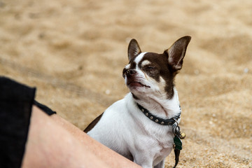 Chihuahua