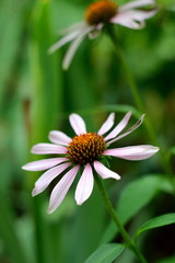 Fototapeta premium Chamomile