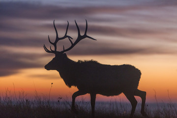 elk silhouette at dawn; Maxwell Wildlife Refuge, Kansas