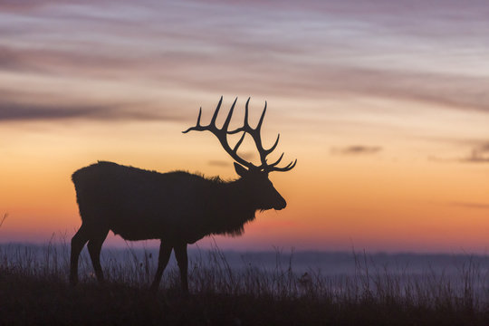elk silhouette, early morning at Maxwell Wildlife Refuge, Kansas