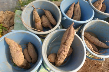 さつまいもの収穫