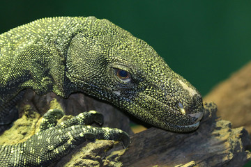 Iguana