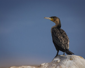 Cape Cormorant keeps a wary eye on the camera at Cape Agulhas, South Africa