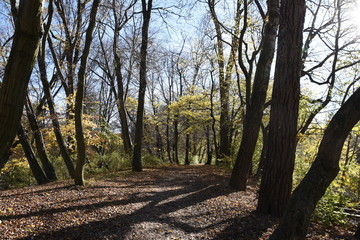 Herbstweg im Stadtpark