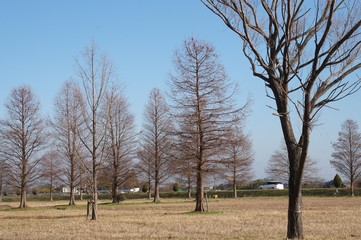 湖岸の木々
