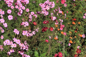 jachère fleurie en Combrailles, 63