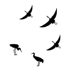 Flying isolate cranes vector graphic