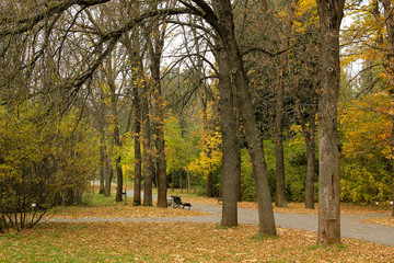Autumn park. Outdoor landscape