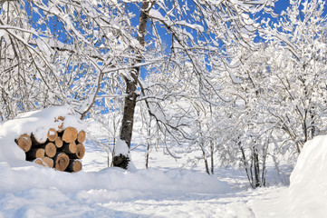 firewood and branches of trees covered with snow 