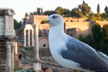 Seagull in Roman Forum - 178349286