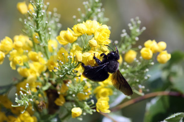 Photos Illustrations Et Vidéos De Abeille Noire