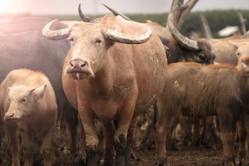 Obraz premium Thai Buffalo