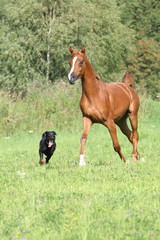 Fototapeta premium Beautiful arabian horse running with a dog