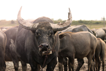 Thai Buffalo