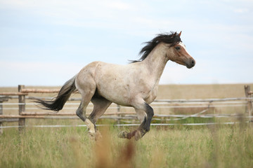 Fototapeta na wymiar Welsh pony running on pasturage