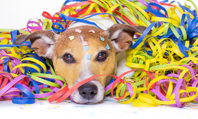 party celebration dog