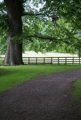 Path through an ancients woods next to a meadow