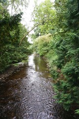Stream flowing through the forest