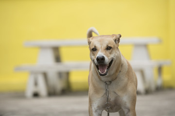 The back of the dog is standing.