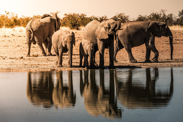 Fototapeta na wymiar Wild elephants drinking at the waterhole in Etosha NP, Namibia, Africa