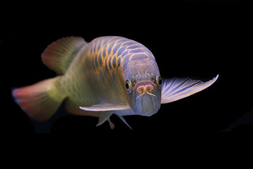 Fototapeta premium Arowana as a background or wallpaper