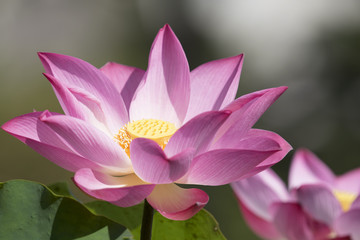 beautiful lotus flower