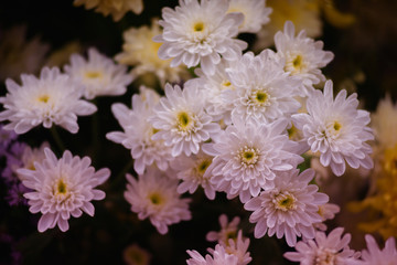 Bouquet of yellow flowers, white, many violet flowers bloom toge