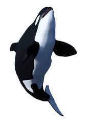 Obraz premium 3D Rendering Orca Killer Whale Calf on White