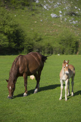 Obraz premium Female horse and her baby on grass field in sunny day