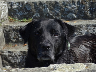 Labrador Blick