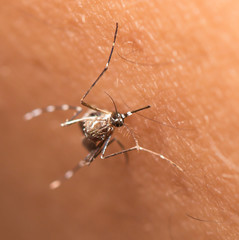 black culex mosquito