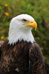 Head of an American Bald Eagle