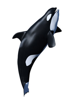 3D Rendering Orca Killer Whale Calf on White