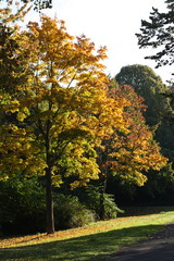Naklejka premium Herbst, Autumn, in einem kleinen Mannheimer Park, 2017
