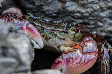 Focus on face of green crab
