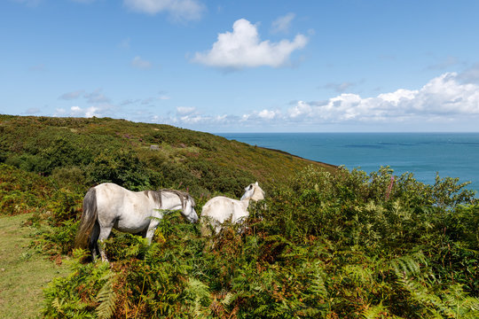 Die Pferde an der Fishguard Bucht