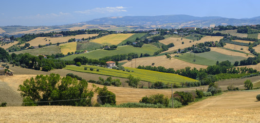 Fototapeta premium Summer landscape in Marches (Italy) near Belvedere Ostrense