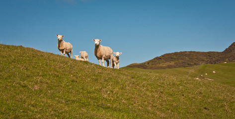Obraz premium Sheeps at Farwell spit near Motueka, New Zealand