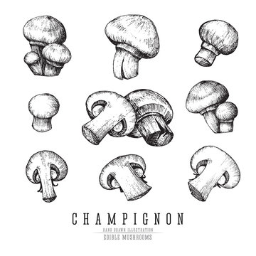 Champignon mushrooms vector sketch collection. Whole and sliced edible mushroom isolated, single and groups, engraving on white background.