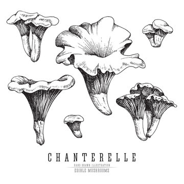 Chanterelle mushrooms vector sketch collection. Edible mushroom isolated, single and groups, engraving on white background.