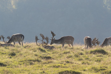 Fallow deer