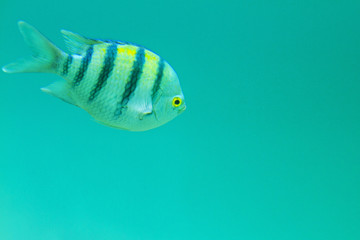 striped fish in warm exotic waters
